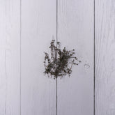 Thyme -25 Gms -  Exotic Vegetables